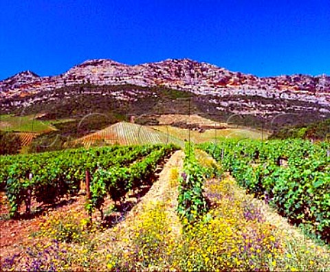 Springtime flowers by organic vineyard of   Antoine Arena Patrimonio HauteCorse   Corsica France   AC Patrimonio