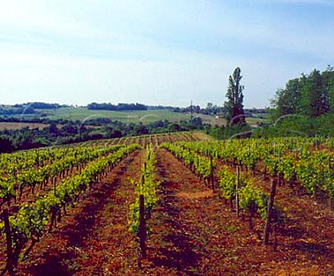 Vineyards at ChezTouchard near Hiersac   Charente France Cognac