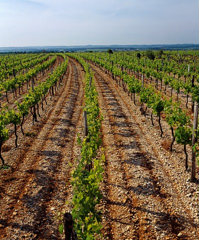 Vineyards at ChezTouchard near Hiersac   Charente France Cognac