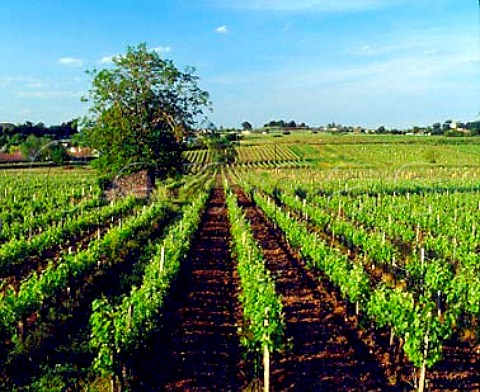 Vineyards and tree at StMartinLacaussade  Gironde France     Premires Ctes de Blaye  Bordeaux