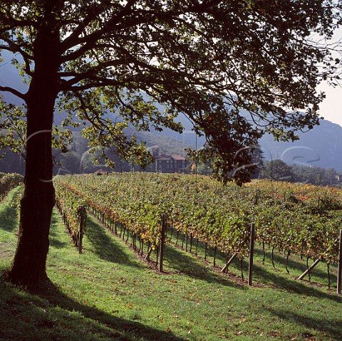 Vineyard and villa of San Leonardo at Borghetto allAdige Avio Trentino Italy