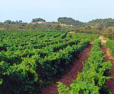 Vineyards of Domaine Borie de Maurel   FlinesMinervois Hrault France   Minervois La Livinire