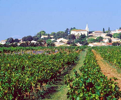 Church and vineyards Vrargues Hrault France   Coteaux du Languedoc Vrargues