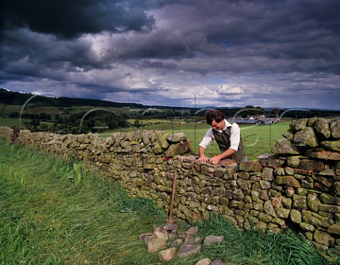 Farmer repairing a dry stone wall   Auldgirth near Dumfries Dumfries and Galloway Scotland