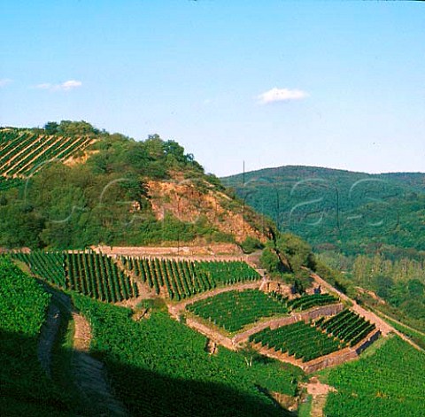 Vineyards of Weingut Jakob Schneider   Nahe Germany