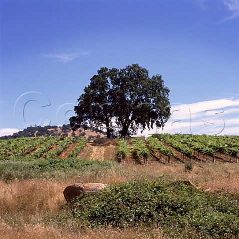 Vineyard of Montevina Winery   Plymouth Amador Co California    Shenandoah Valley  Sierra Foothills