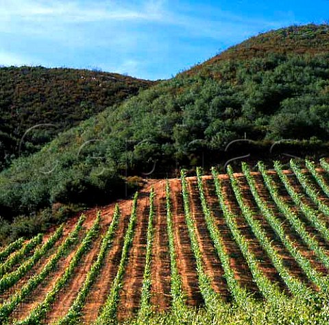Vineyard of Stevenot Winery Murphys   Calaveras Co California  Sierra Foothills