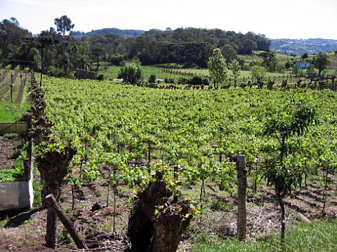 Vineyard of Casa Valduga in the Serra Gacha Rio   Grande do Sul Brazil