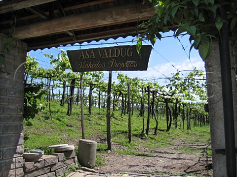 High trellis system in vineyard of Casa Valduga   Serra Gacha Rio Grande do Sul Brazil