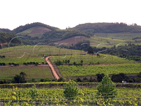 Vineyard of Miolo in the Serra Gacha  Rio Grande   do Sul Brazil