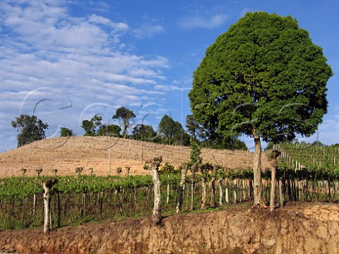 New terraced vineyard near Miolo Serra Gacha Rio Grande do Sul Brazil