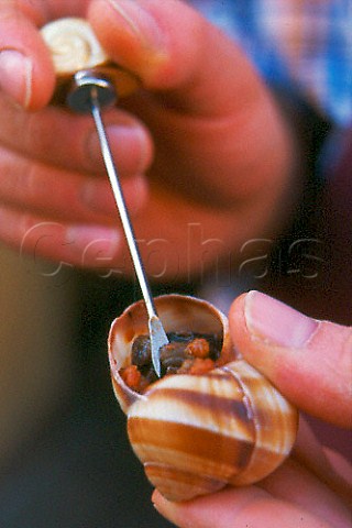 Extracting a snail from its shell   A speciality of Cherasco Piemonte Italy