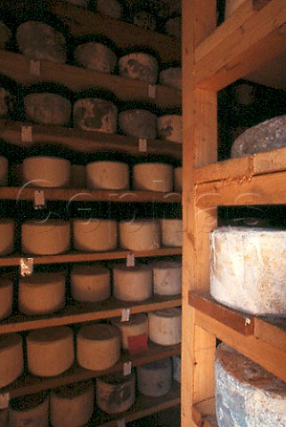 Maturing Castelmagno cheese   Castelmagno Piemonte Italy