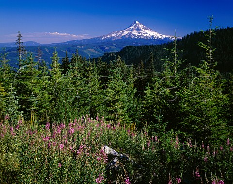 Mount Hood Oregon USA