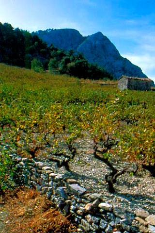 Vineyards on the island of Samos Greece