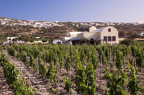 Winery and vineyard of Domaine Sigalas Ia Santorini Cyclades Islands Greece