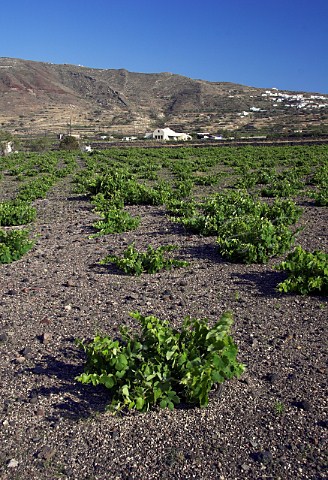 Vineyard on volcanic soil and winery of Domaine Sigalas Ia Santorini Cyclades Islands Greece