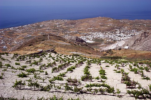 Vineyard high on the slopes of Profitis Ilias above the village of Emporio Santorini Cyclades Islands   Greece