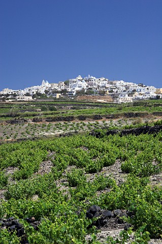 Vineyard below the village of Pirgos Santorini   Cyclades Islands Greece