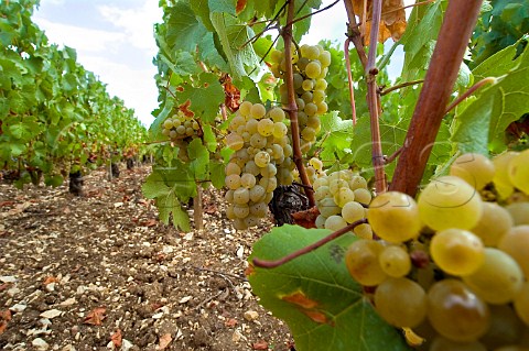 Chardonnay grapes in Les Preuses Grand Cru vineyard   Chablis Yonne France