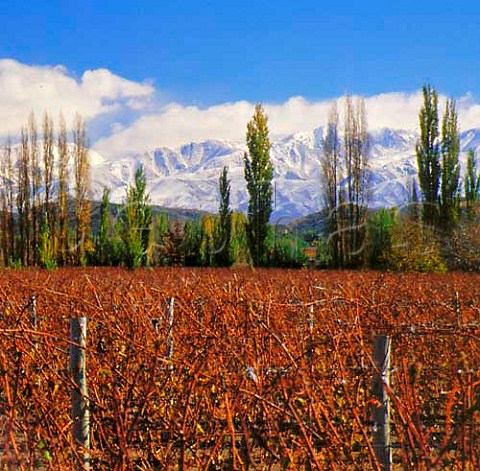 Caicayen vineyard in the autumn with the Andes   beyond  source of Chardonnay grapes for Bodega   Terrazas  Near Tupungato Mendoza Argentina   Uco Valley