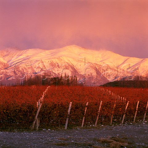 Adrianna vineyard of Catena Zapata at an altitude of   around 1500 metres with the Andes beyond    Gualtallary Mendoza Argentina   Tupungato
