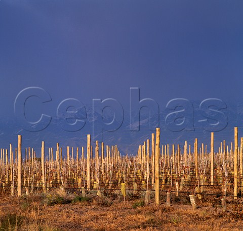Young vineyard of Freixenet at an altitude of around  1500 metres with the Andes beyond Gualtallary  Mendoza Argentina   Uco Valley