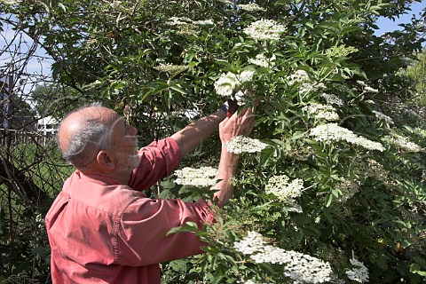 Picking Elder flowers to make elderflower cordial  Surrey England