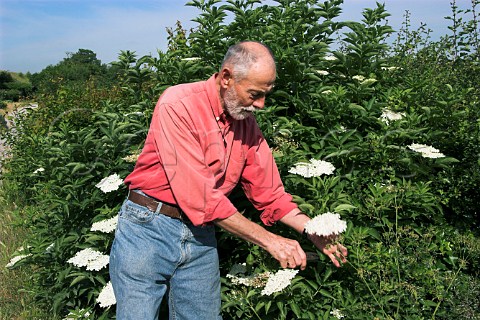 Picking Elder flowers to make elderflower cordial  Surrey England