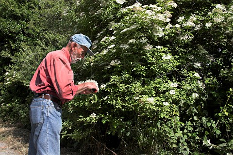 Picking Elder flowers to make elderflower cordial