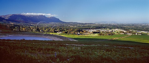 View over Steenberg vineyards to Table Mountain Constantia South Africa