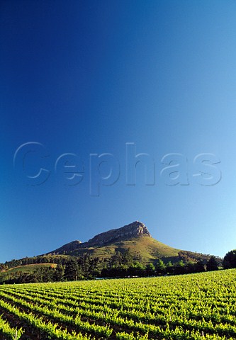 Delaire vineyards Stellenbosch   South Africa