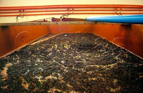 Pinotage grapes fermenting in open   concrete tank at Kanonkop winery   Stellenbosch South Africa
