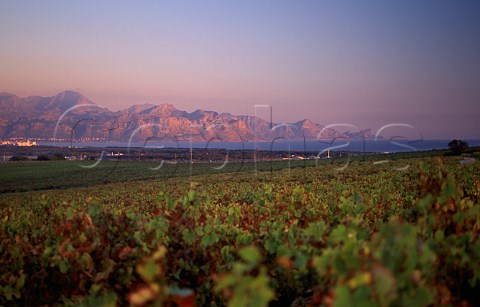 Vineyards of Bredell above False Bay   Somerset West South Africa    Stellenbosch