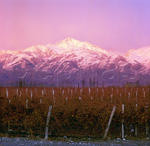 Adrianna vineyard of Catena Zapata at an altitude of around 1500 metres with the Andes beyond Gualtallary Mendoza Argentina   Tupungato
