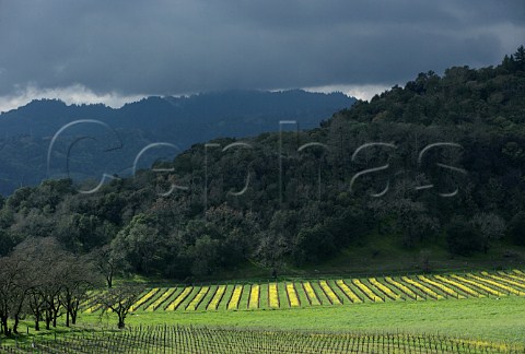 Early spring mustard in vineyard of Joseph Phelps  St Helena Napa Valley California