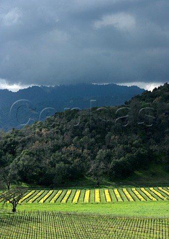 Early spring mustard in vineyard of Joseph Phelps  St Helena Napa Valley California
