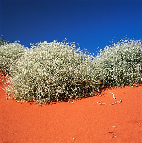 Tangle Mulla Mulla Ptilotus latifolius on orange   sand dune in Strzelecki Desert South Australia