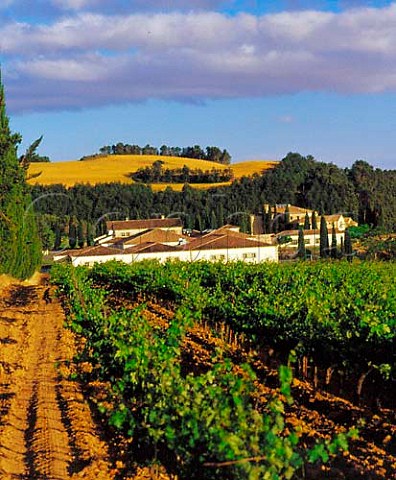 Vineyard at Bodegas Seorio de Sarria near Puente la   Reina Spain  Navarra