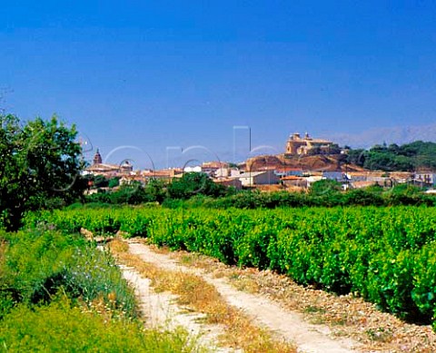 Vineyards at Cascante Spain Navarra