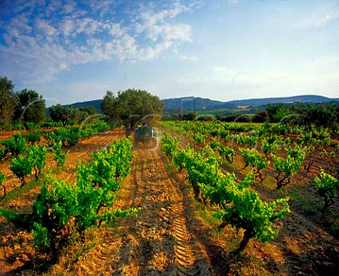 Spraying in vineyard near Salas Altas Aragon   Spain Somontano