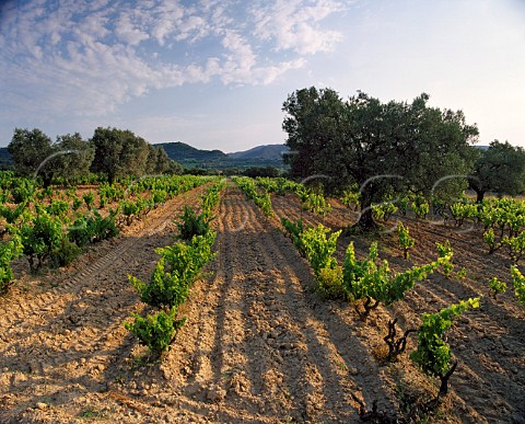 Vineyard near Salas Altas Aragon Spain Somontano