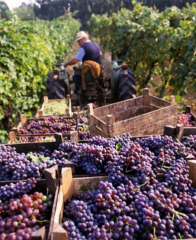 Harvested grapes in vineyard of Portalupi   Custoza Lombardy Italy  Bardolino