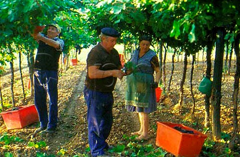Picking grapes in pergola trained   vineyard Bardolino Veneto Italy