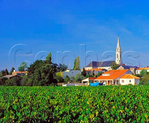View over vineyard to village of Le Landreau   LoireAtlantique France   Muscadet de SvreetMaine