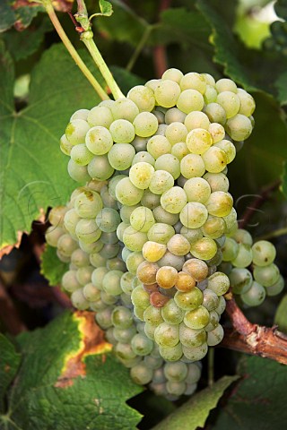 Melon de Bourgogne grapes in vineyard of Guy Bossard   Domaine de lEcu near Le Landreau   LoireAtlantique France  Muscadet de   SvreetMaine