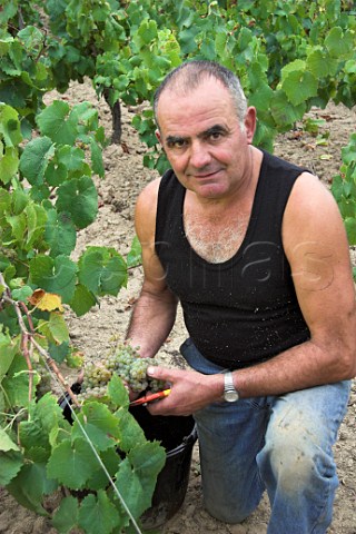 Guy Bossard of Domaine de lEcu picking Melon de   Bourgogne grapes in vineyard near Le Landreau   LoireAtlantique France  Muscadet de   SvreetMaine