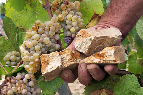 Hand of Guy Bossard holding pieces of Orthogneiss rock by bunches of Melon de Bourgogne grapes in vineyard of Domaine de lEcu He makes three top cuves one of which is Expression dOrthogneiss  LeLandreau LoireAtlantique France  Muscadet deSvreetMaine
