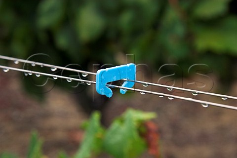 Plastic clip keeping wires together in vineyard of   Chteau du ClraySauvion   Eolie near Vallet   LoireAtlantique France    Muscadet de   SvreetMaine