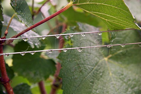 Dew droplets on trellising wires in vineyard of   Chteau du ClraySauvion   Eolie near Vallet   LoireAtlantique France    Muscadet de   SvreetMaine